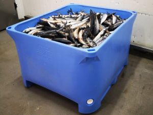 660-2 fish